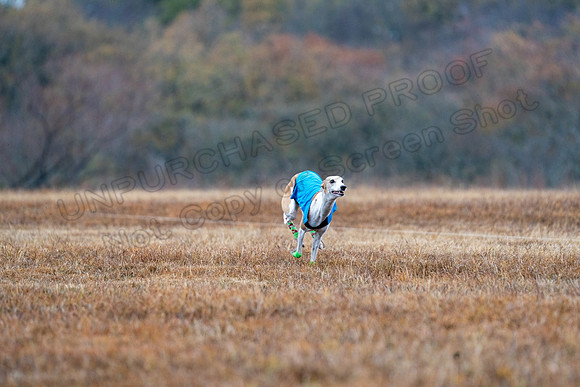 Whippet-83