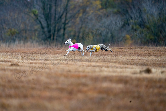 Whippet-69