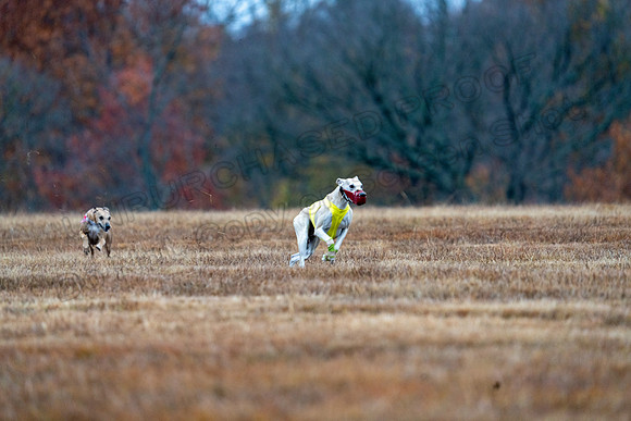 Whippet-41