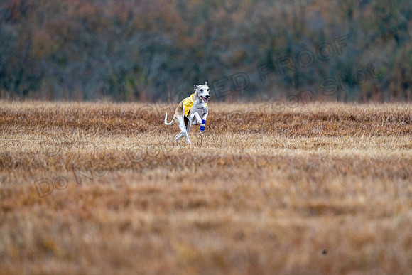 Whippet-96