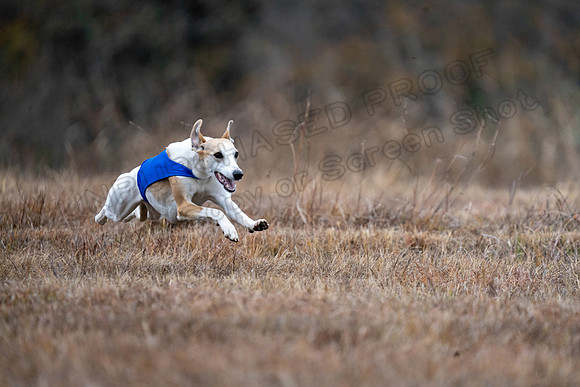 Whippet-139