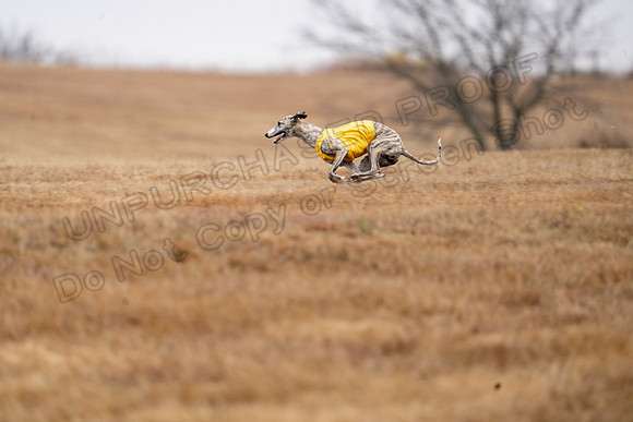 Whippet-105