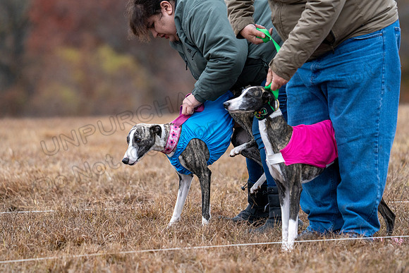 Whippet-111