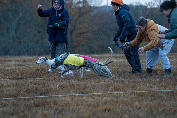 Whippet-2