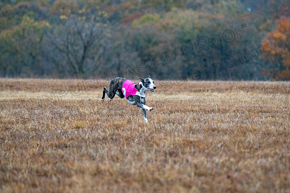 Whippet-33