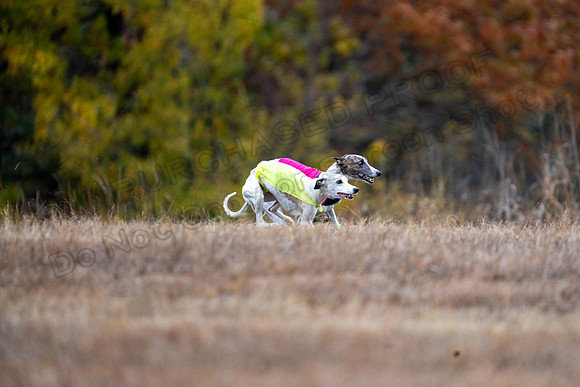 Whippet-138