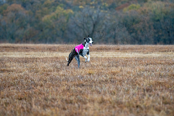 Whippet-32