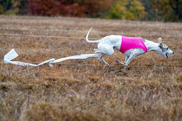 Whippet-110
