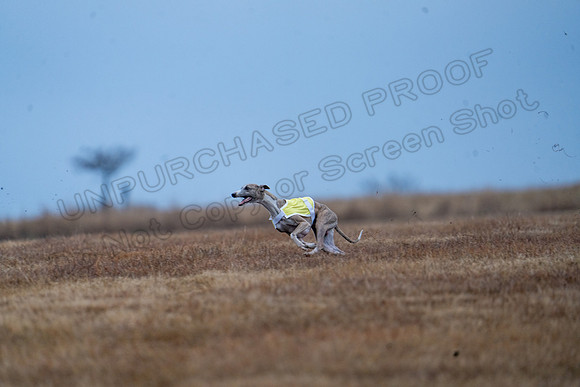 Whippet-27