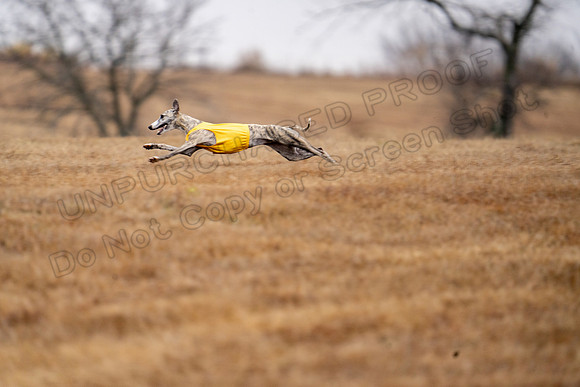 Whippet-104