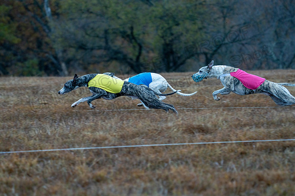 Whippet-3