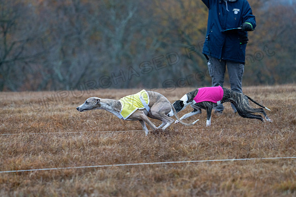 Whippet-19