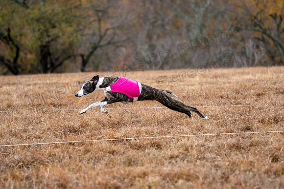 Whippet-112