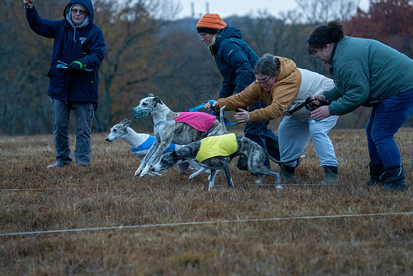 Whippet-1