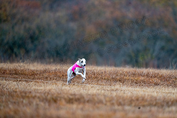 Whippet-107