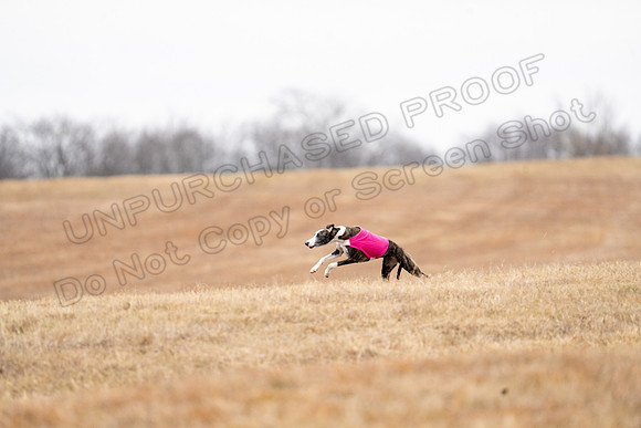 Whippet-113