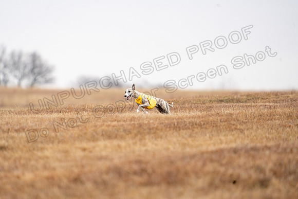 Whippet-103