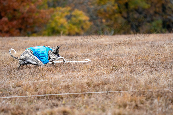 Whippet-117