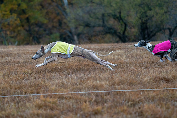 Whippet-20