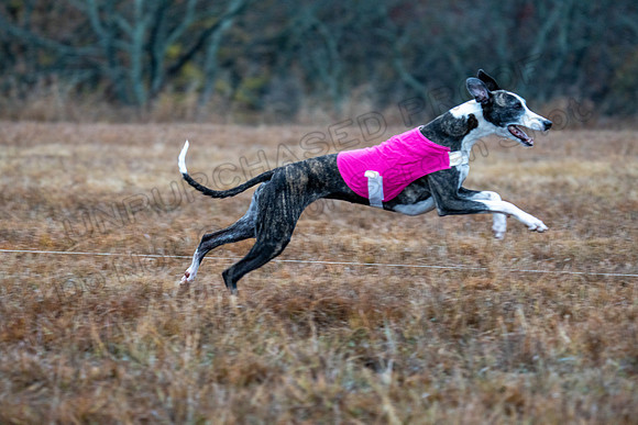 Whippet-34