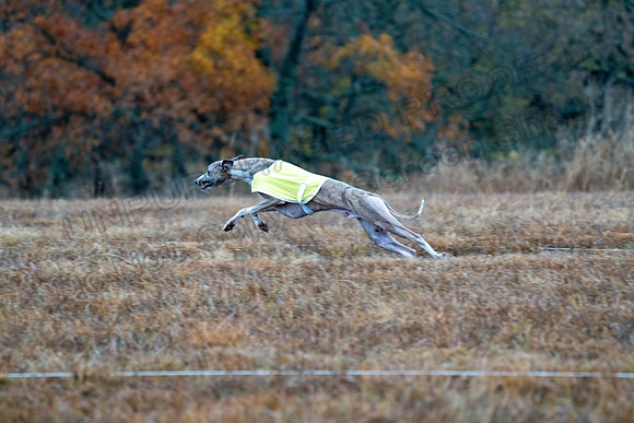 Whippet-21