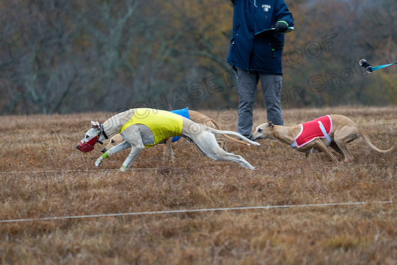Whippet-35