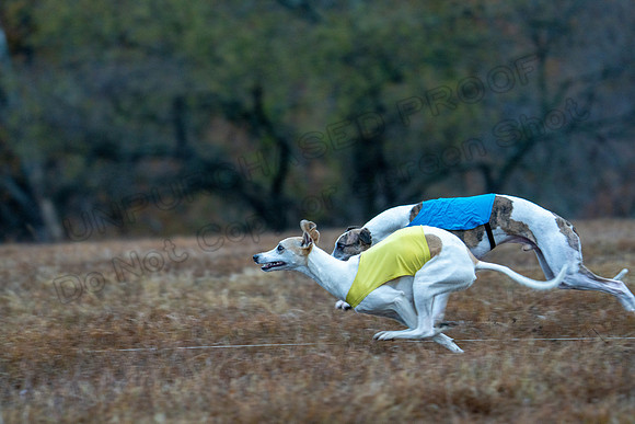 Whippet-7