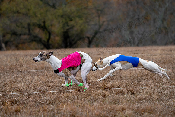 Whippet-128