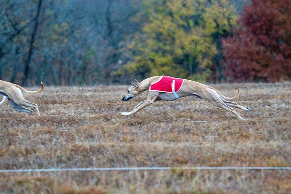 Whippet-37