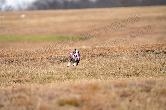 Whippet-114