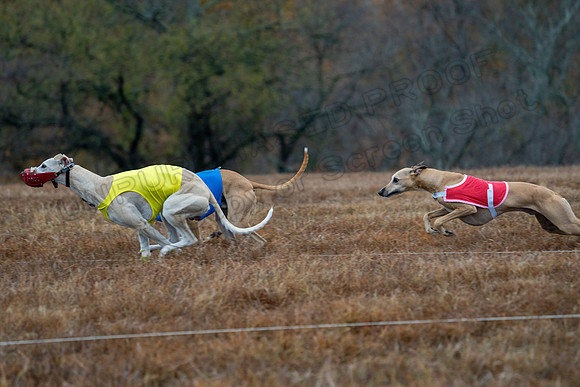 Whippet-36