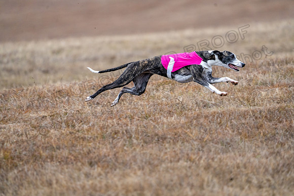 Whippet-115