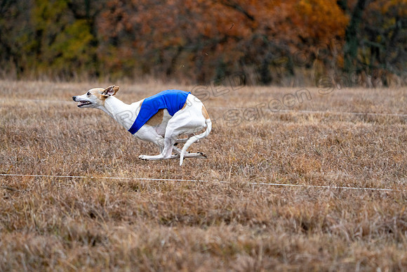 Whippet-129