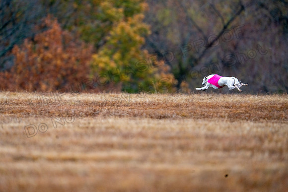 Whippet-101