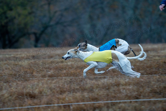 Whippet-6