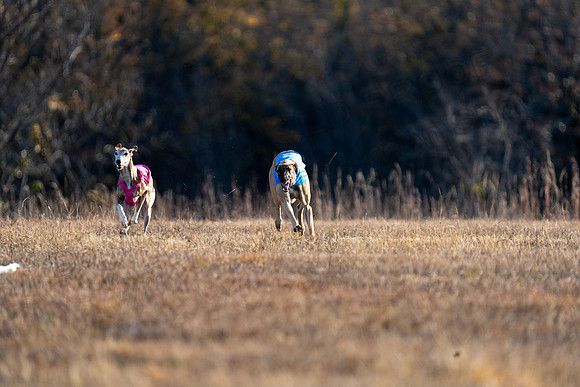 Greyhound-4