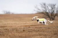 Saluki-6