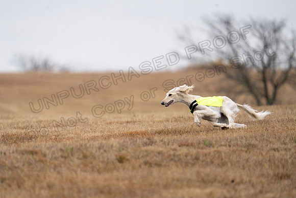 Saluki-6