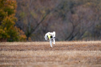 Saluki-7