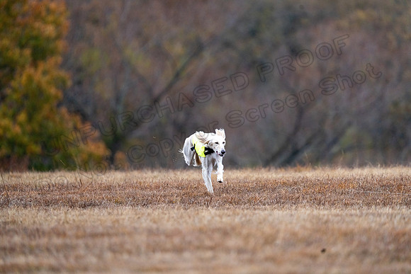Saluki-7