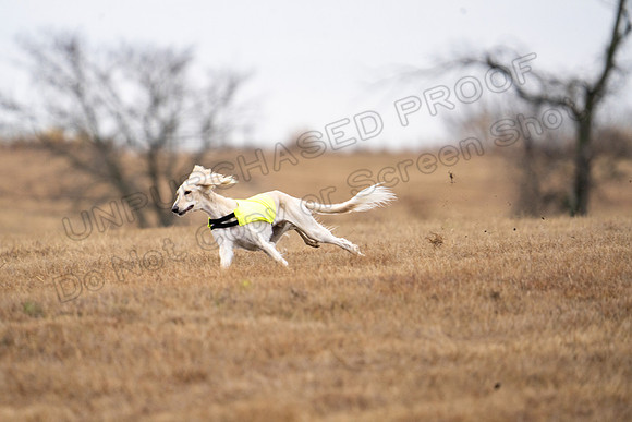 Saluki-5