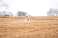 Saluki-4