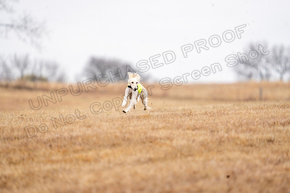 Saluki-4