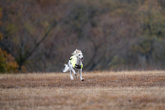 Saluki-8