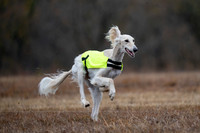 Saluki-11