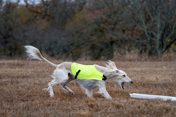 Saluki-12