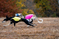 Saluki-14
