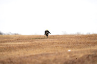 Saluki-15