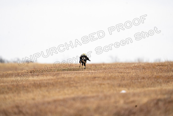 Saluki-15