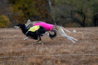 Saluki-13